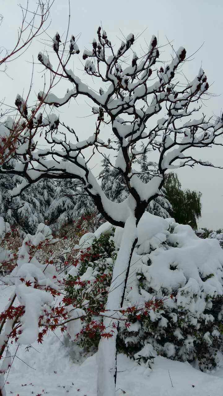 雪后初晴手机版山间的雪后初晴唯美的描写-第2张图片-太平洋在线下载