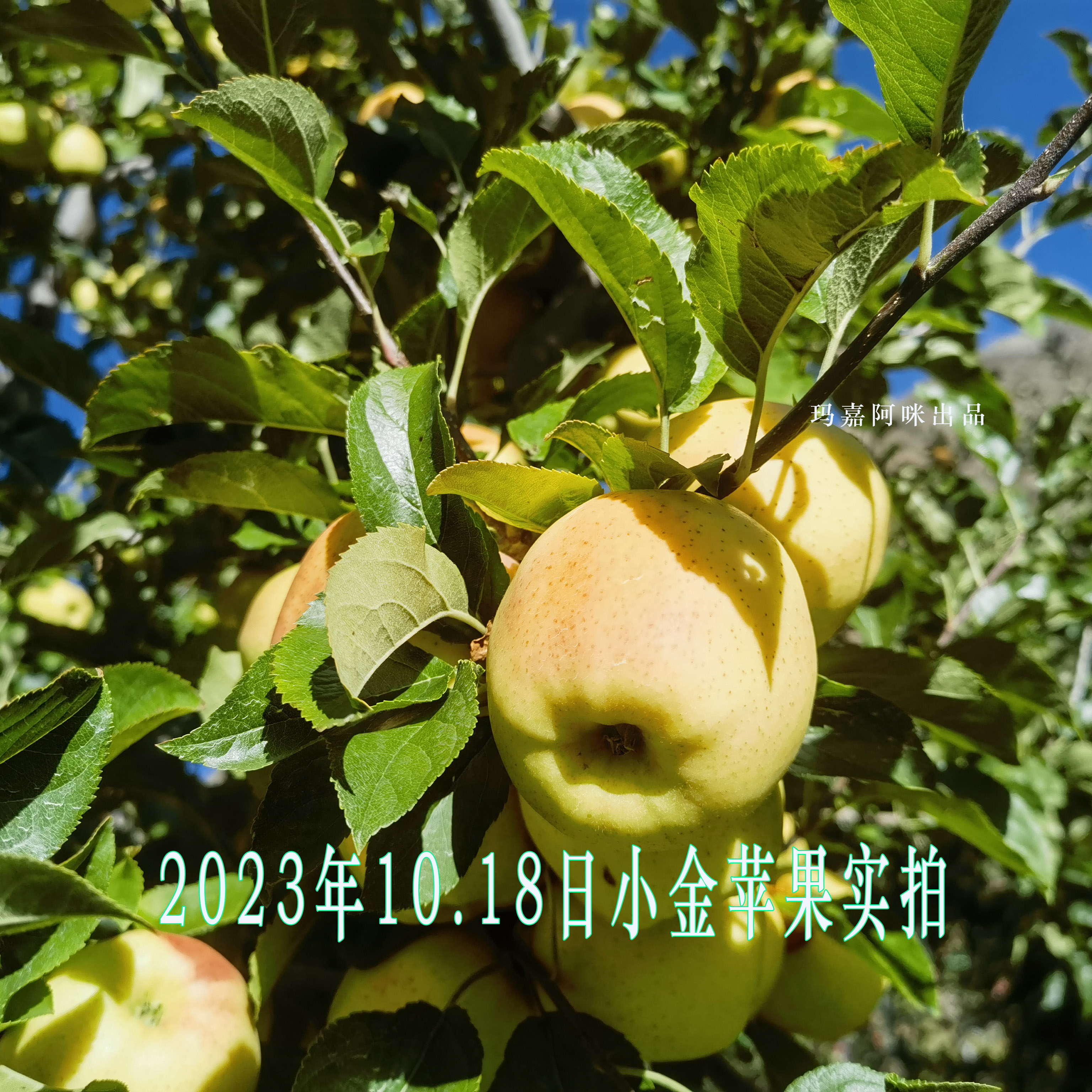 金苹果平台app苹果ios版的简单介绍-第2张图片-太平洋在线下载