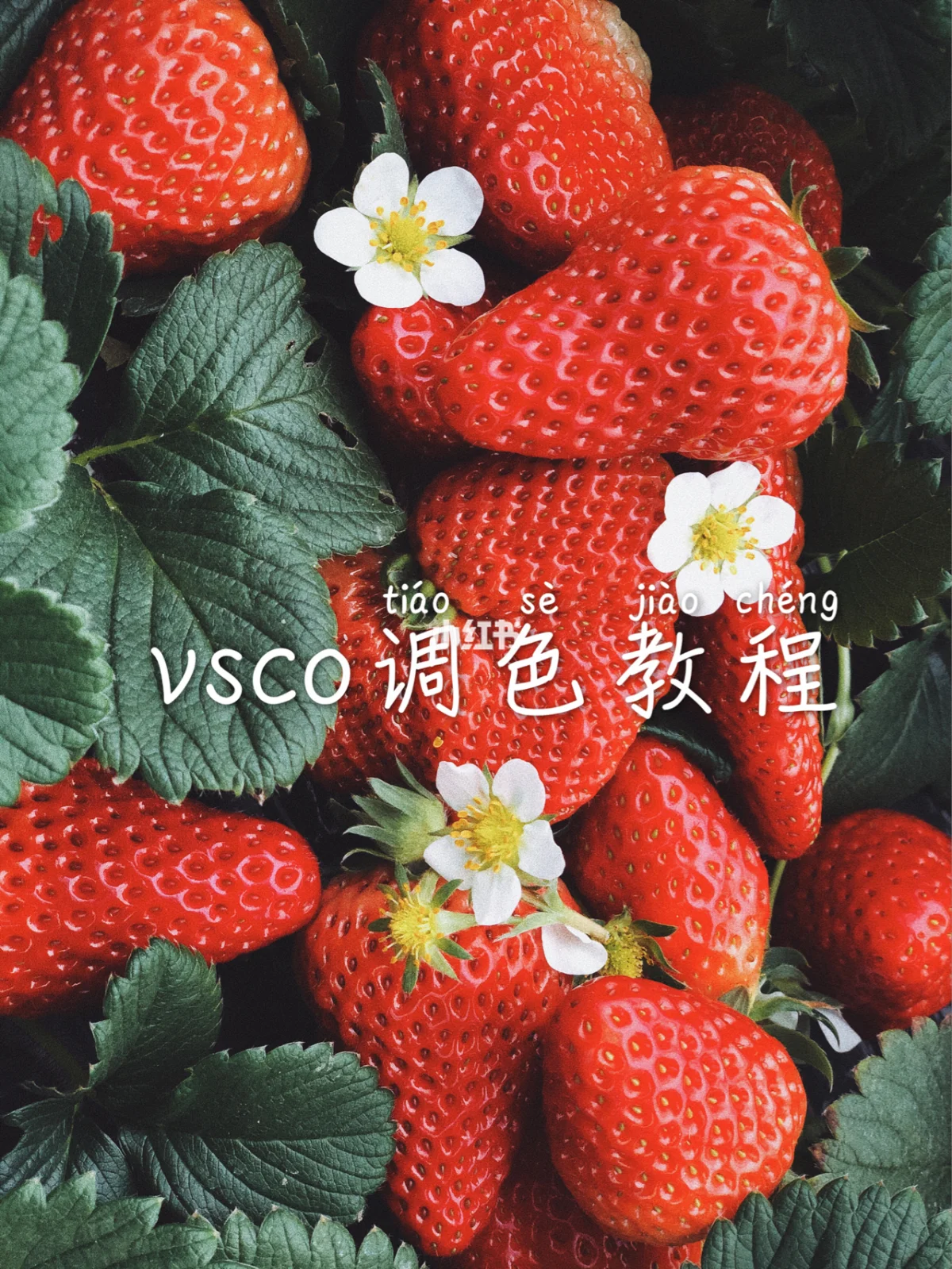 vsco怎么用苹果版iphone官方降级通道